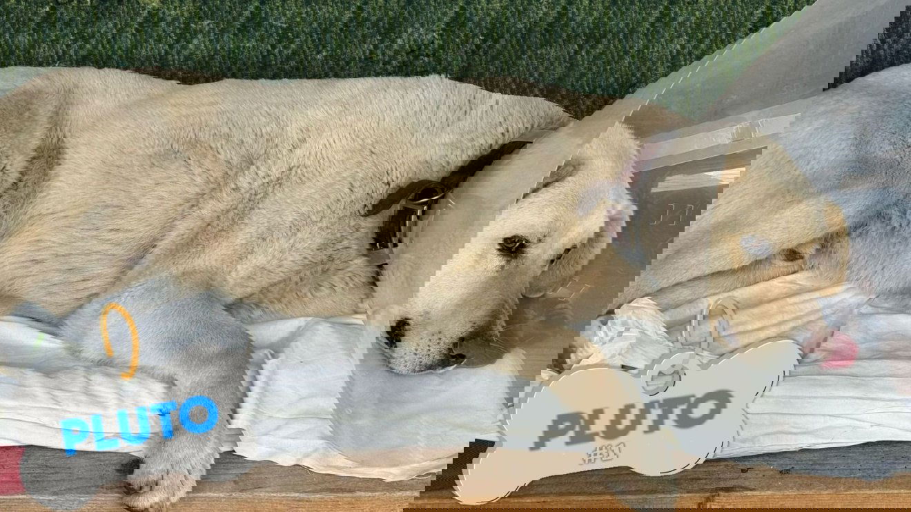 Ivartalanították az első kutyát a város sterilizálási programjában