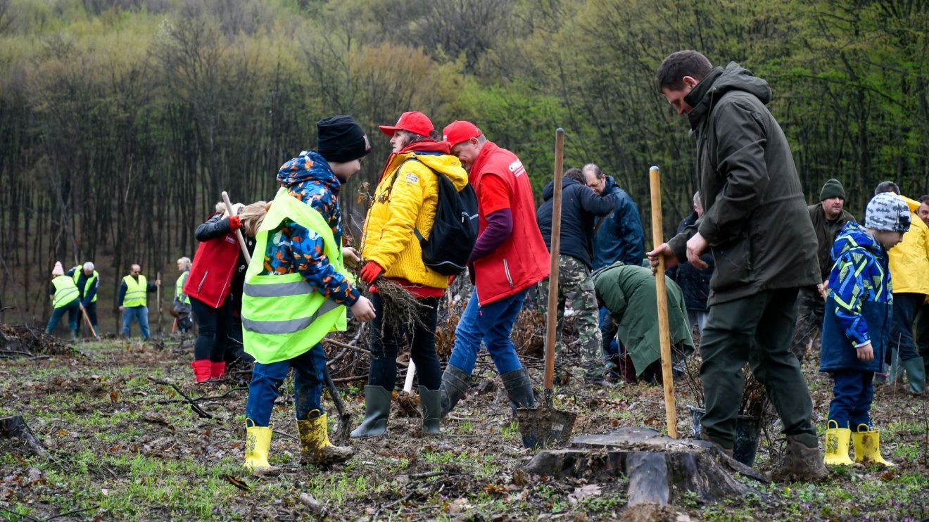 Esőben is fát ültettek az önkéntesek