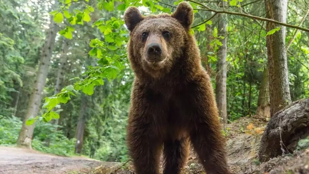 Anyamedve tűnt fel a megyeszékhelytől néhány kilométerre fekvő Sellenberk községben