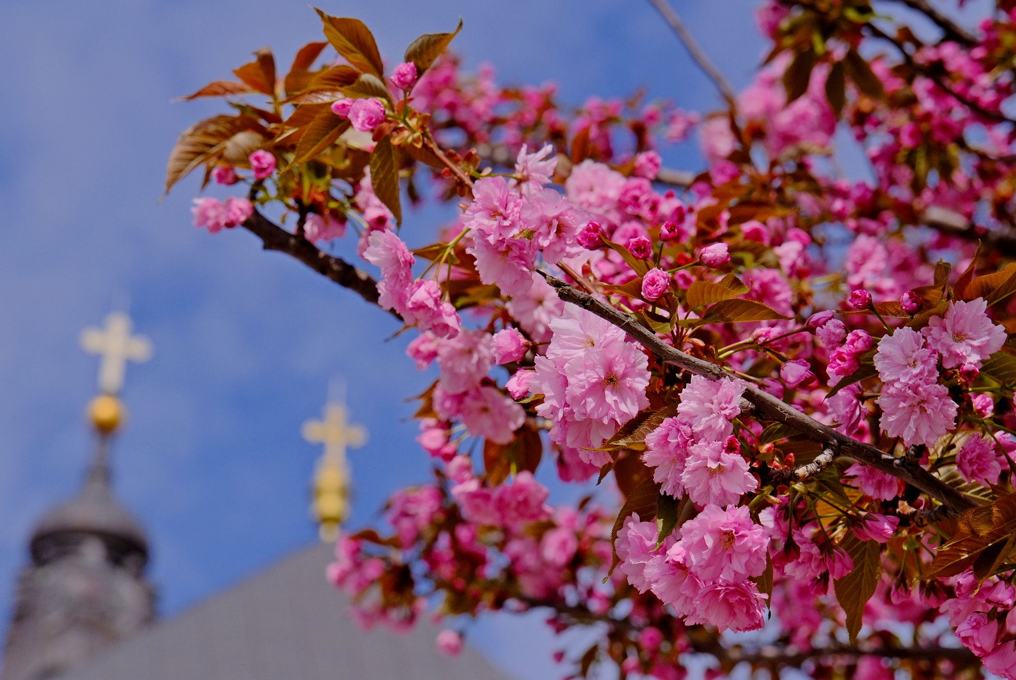 Cseresznyevirágzás Nagyváradon