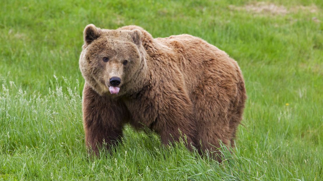 Környezetvédelmi miniszter: A medvét le kellene venni a szigorúan védett fajok romániai listájáról