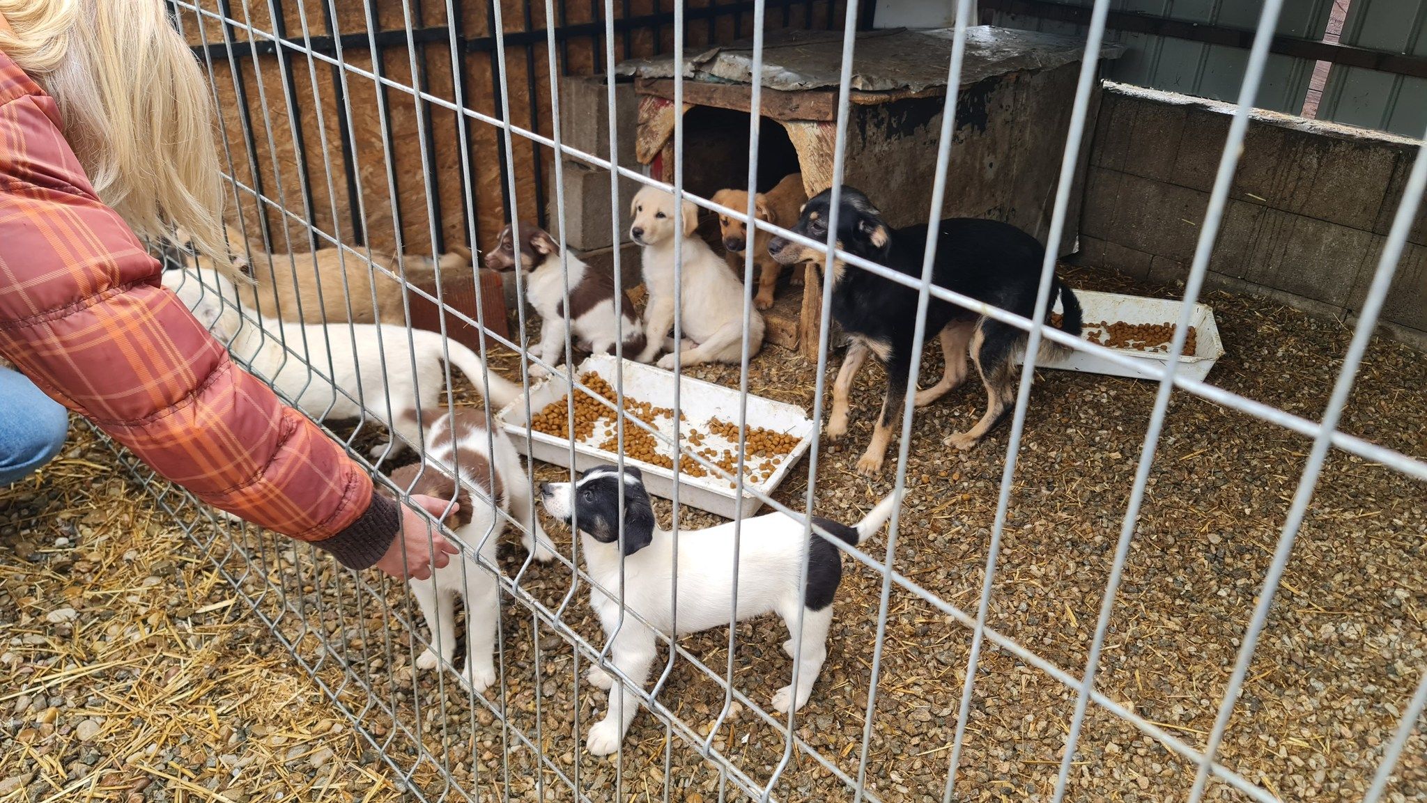 Folyamatos a küzdelem a bajba jutott állatok megmentéséért