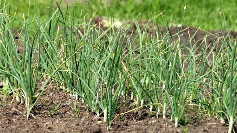 A mezőgazdasági minisztérium folytatja a fokhagymatermesztés támogatását