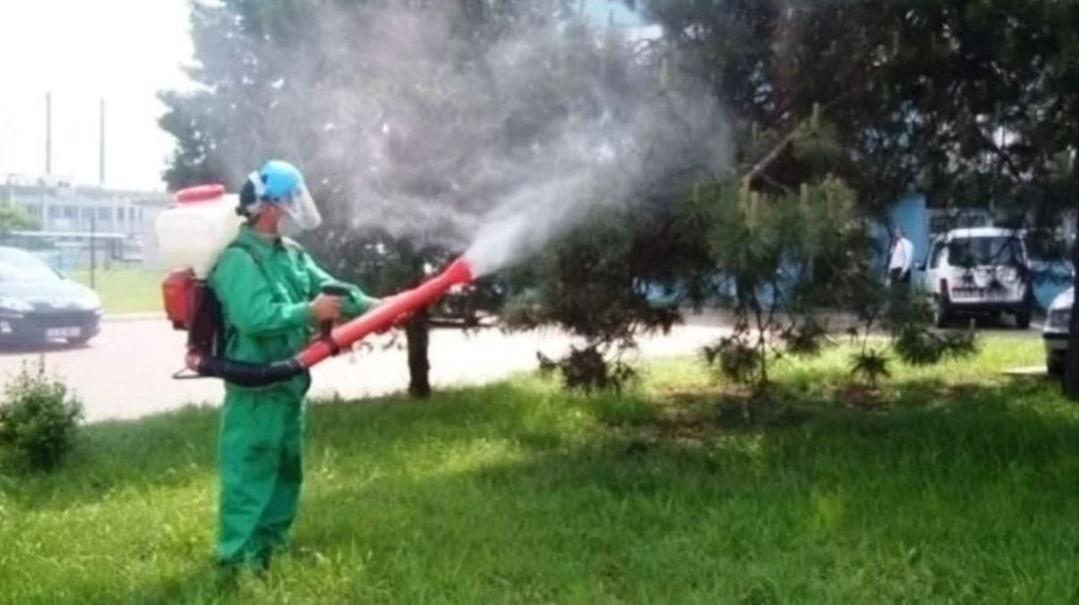 Rovarirtási akció lesz áprilisban Nagyváradon