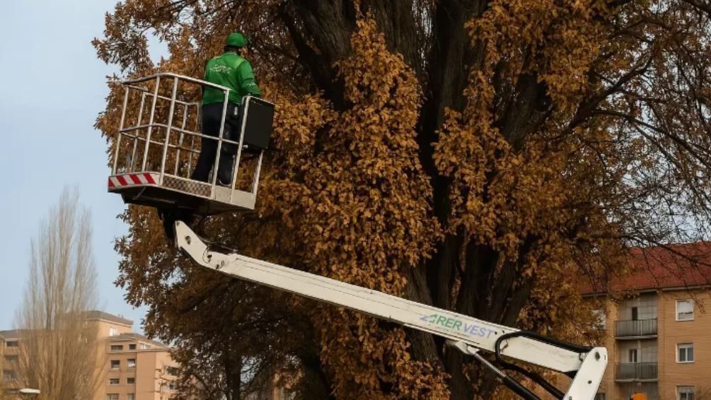 Fákat metszenek és vágnak ki több váradi utcán