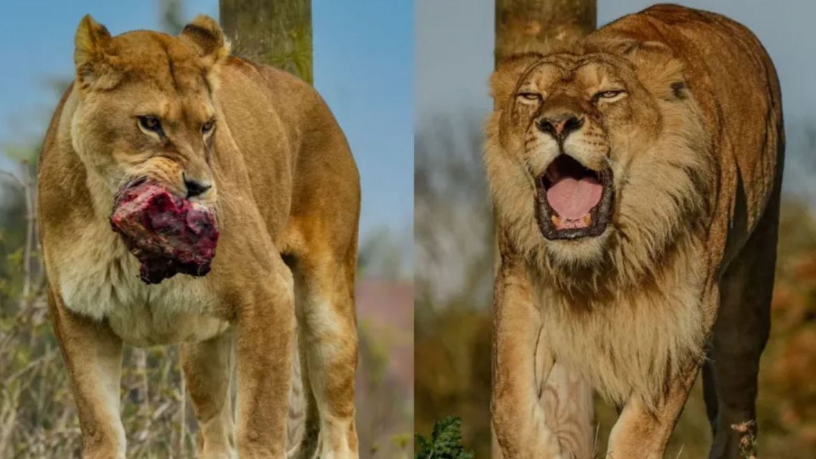Az utolsó, Váradról kimentett oroszlánok is elpusztultak