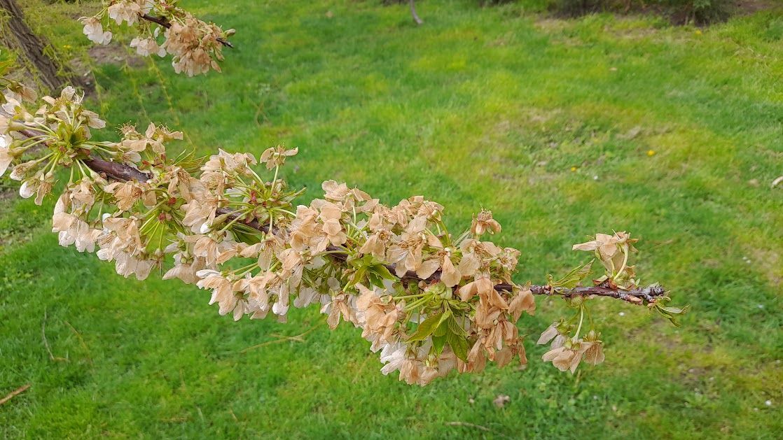 Fagykár a gyümölcsösökben: drága lesz a barack és a cseresznye