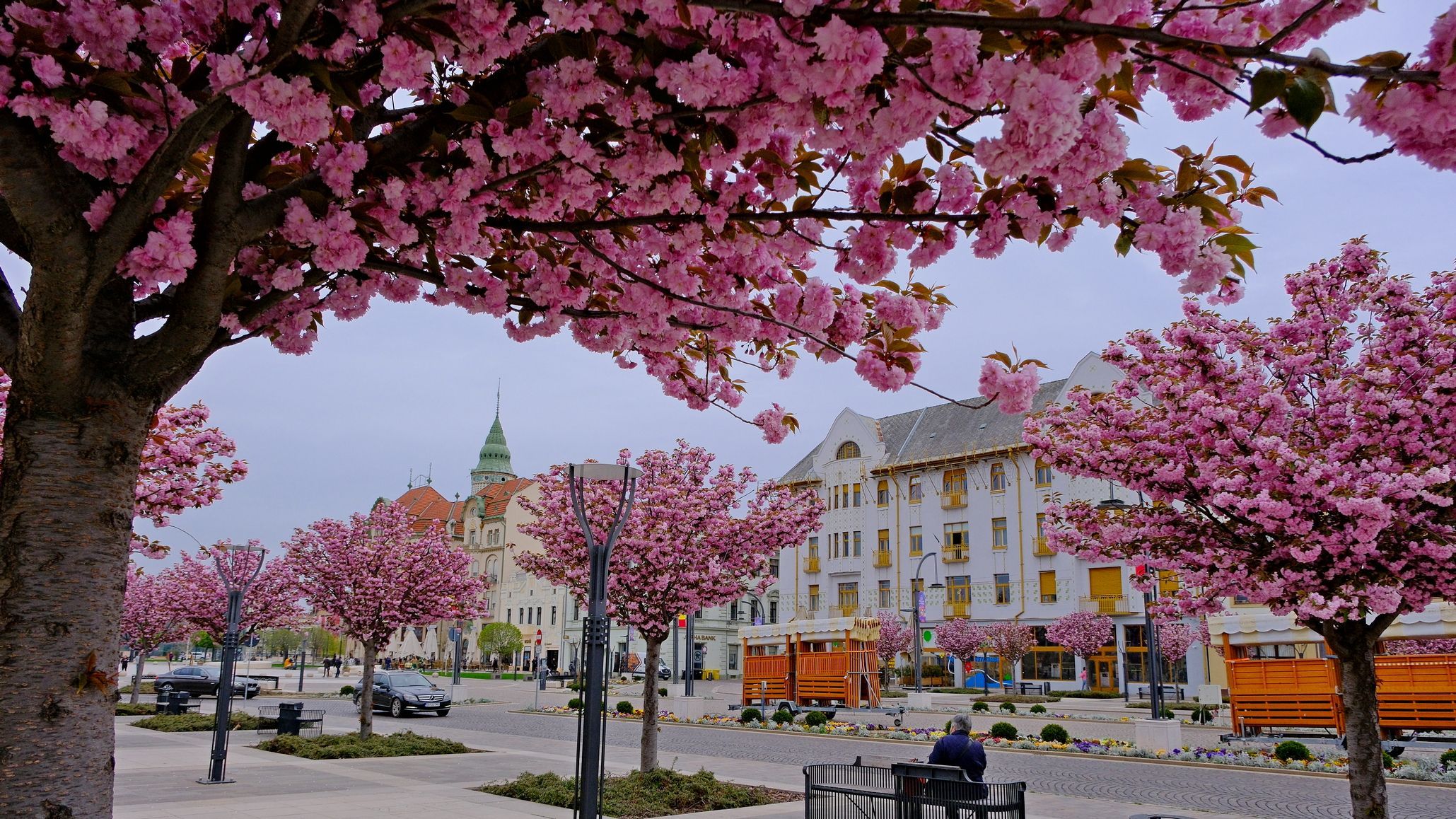 Cseresznyevirágzás Nagyváradon | GALÉRIA