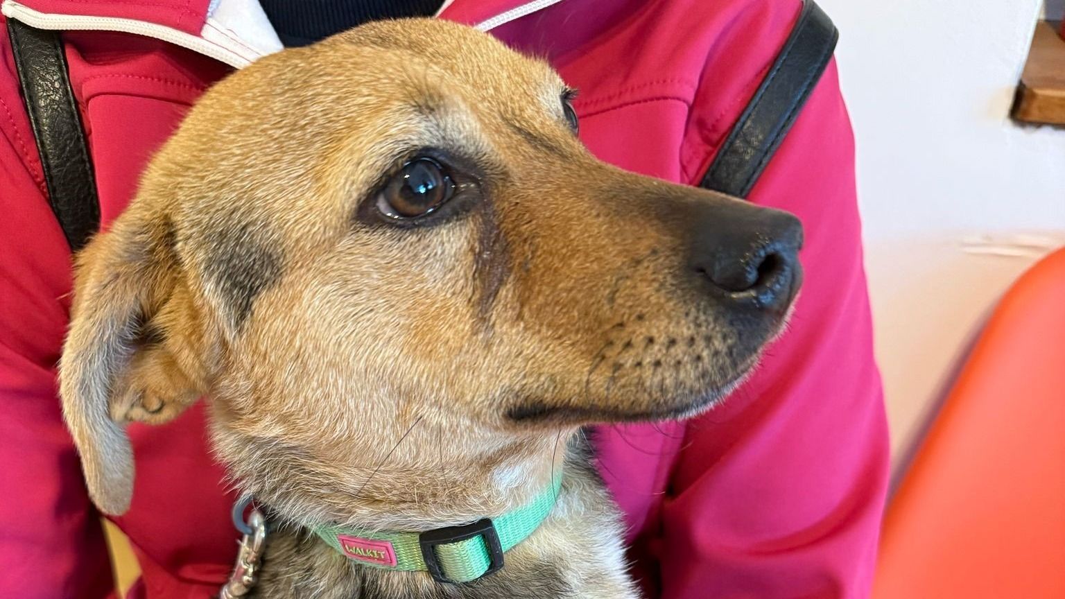 Már negyven kutyát ivartalanítottak az ingyenes sterilizálási programban