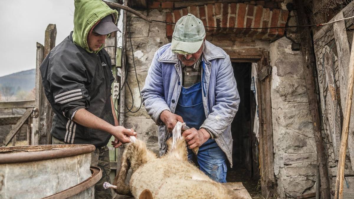 Engedélyezett a bárány- és kecskevágás