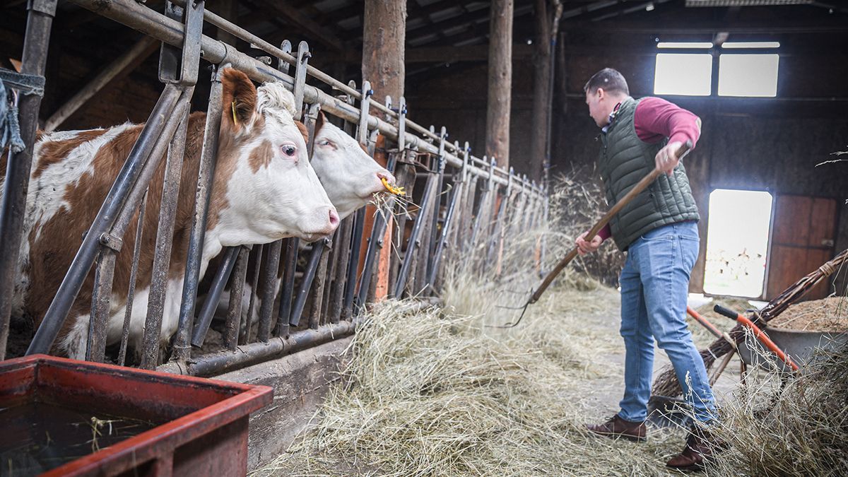 Románia aktiválta az uniós vészhelyzeti mechanizmusokat a száj- és körömfájás terjedése miatt