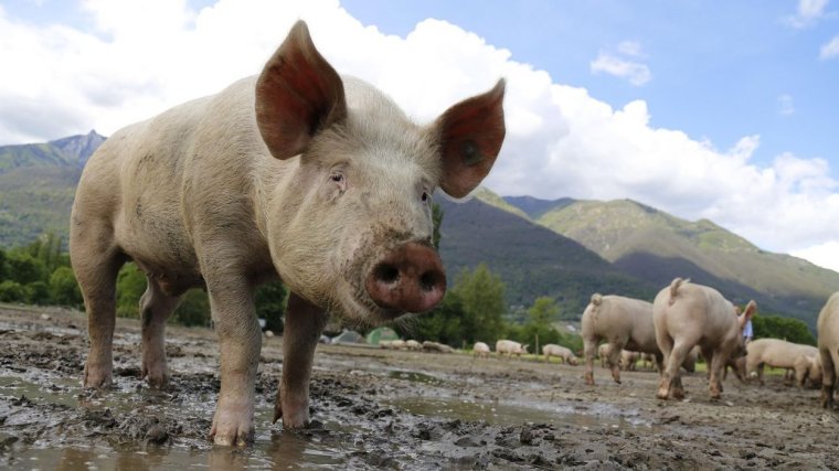 Mit kell tudni a száj- és körömfájás terjedéséről Magyarországon?