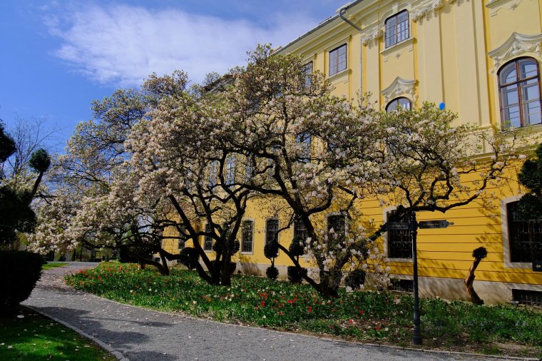 Virágzás a palota kertjében