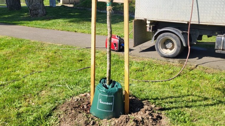 Öntözőzsákot kapnak a váradi facsemeték