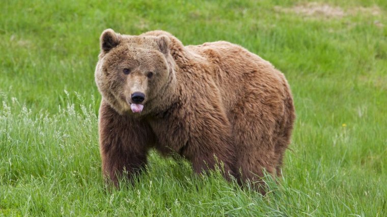 Környezetvédelmi miniszter: A medvét le kellene venni a szigorúan védett fajok romániai listájáról