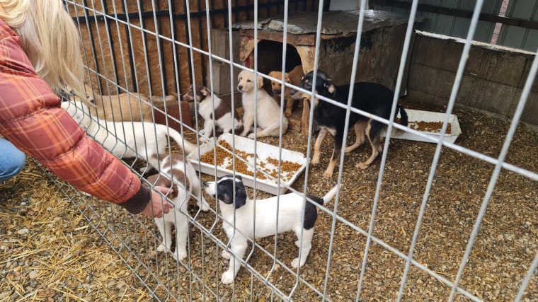 Folyamatos a küzdelem a bajba jutott állatok megmentéséért