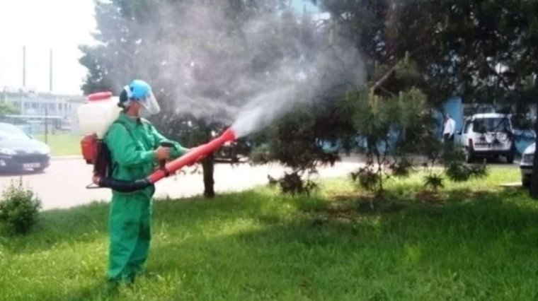 Rovarirtási akció lesz áprilisban Nagyváradon