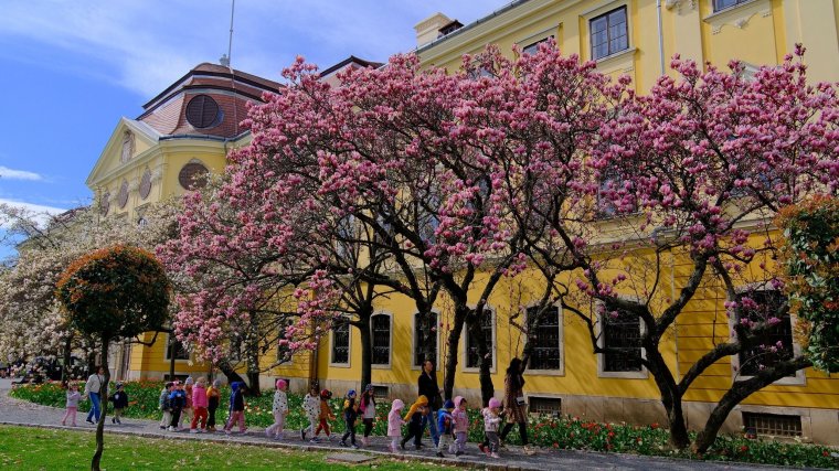 Magnóliák virágzása - GALÉRIA!