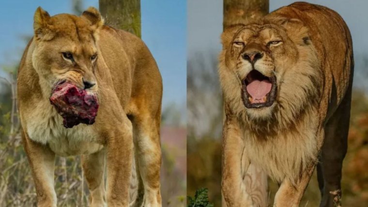 Az utolsó, Váradról kimentett oroszlánok is elpusztultak