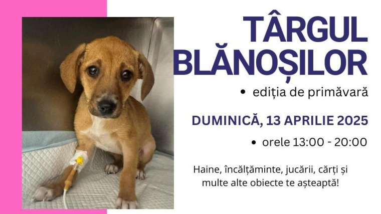 Jótékonysági vásár a kóbor állatok javára