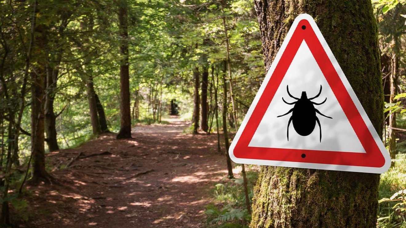 Elkezdődött az idei kullancsinvázió
