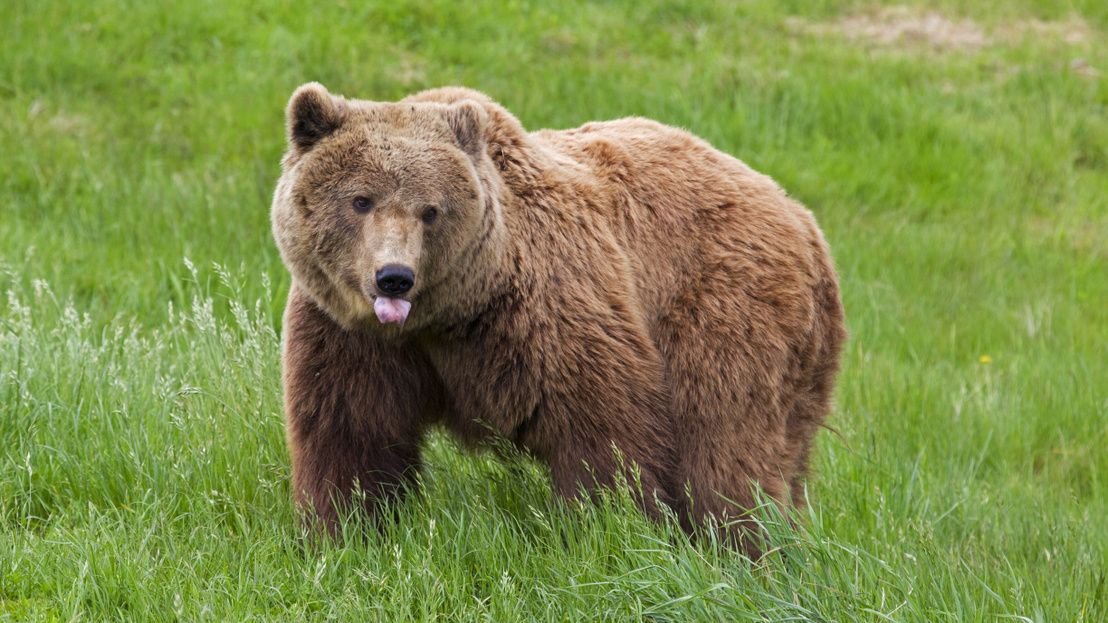 Környezetvédelmi miniszter: A medvét le kellene venni a szigorúan védett fajok romániai listájáról