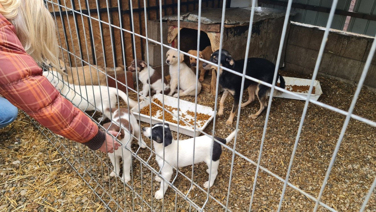 Folyamatos a küzdelem a bajba jutott állatok megmentéséért