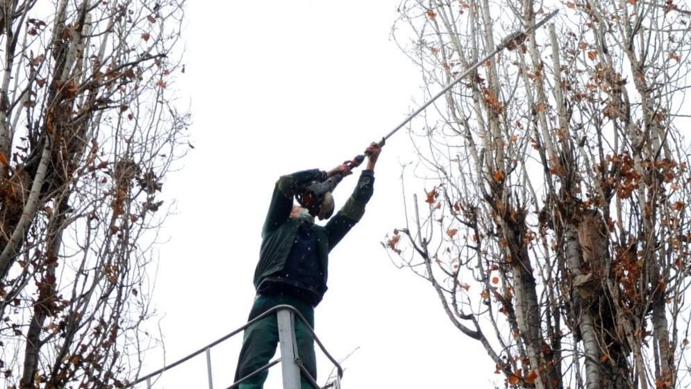 Folytatódik a fák metszése és kivágása Nagyváradon