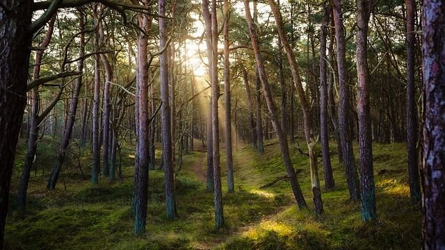 Ciolacu: 40 százalékkal növeljük az erdősített területek tulajdonosainak járó éves támogatás összegét