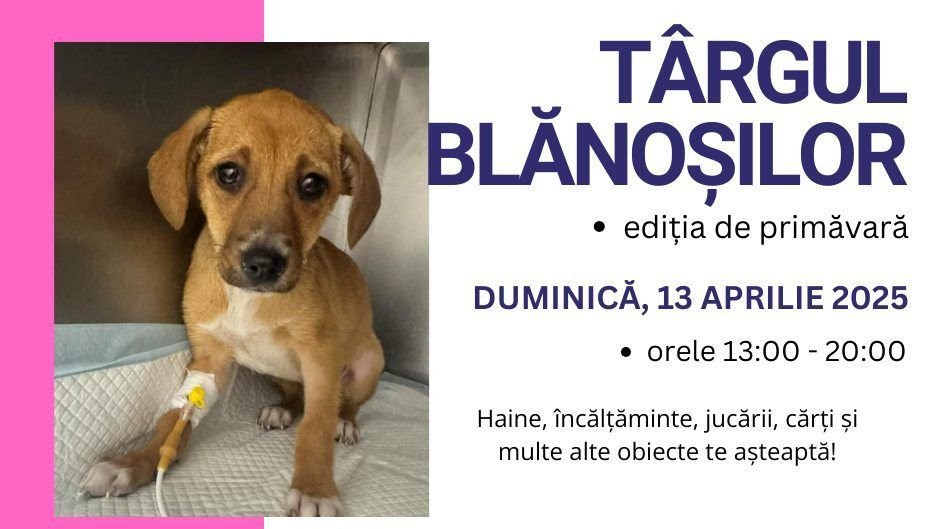 Jótékonysági vásár a kóbor állatok javára