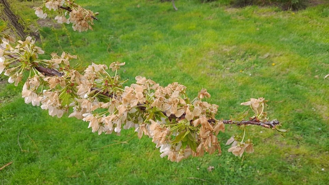 Fagykár a gyümölcsösökben: drága lesz a barack és a cseresznye