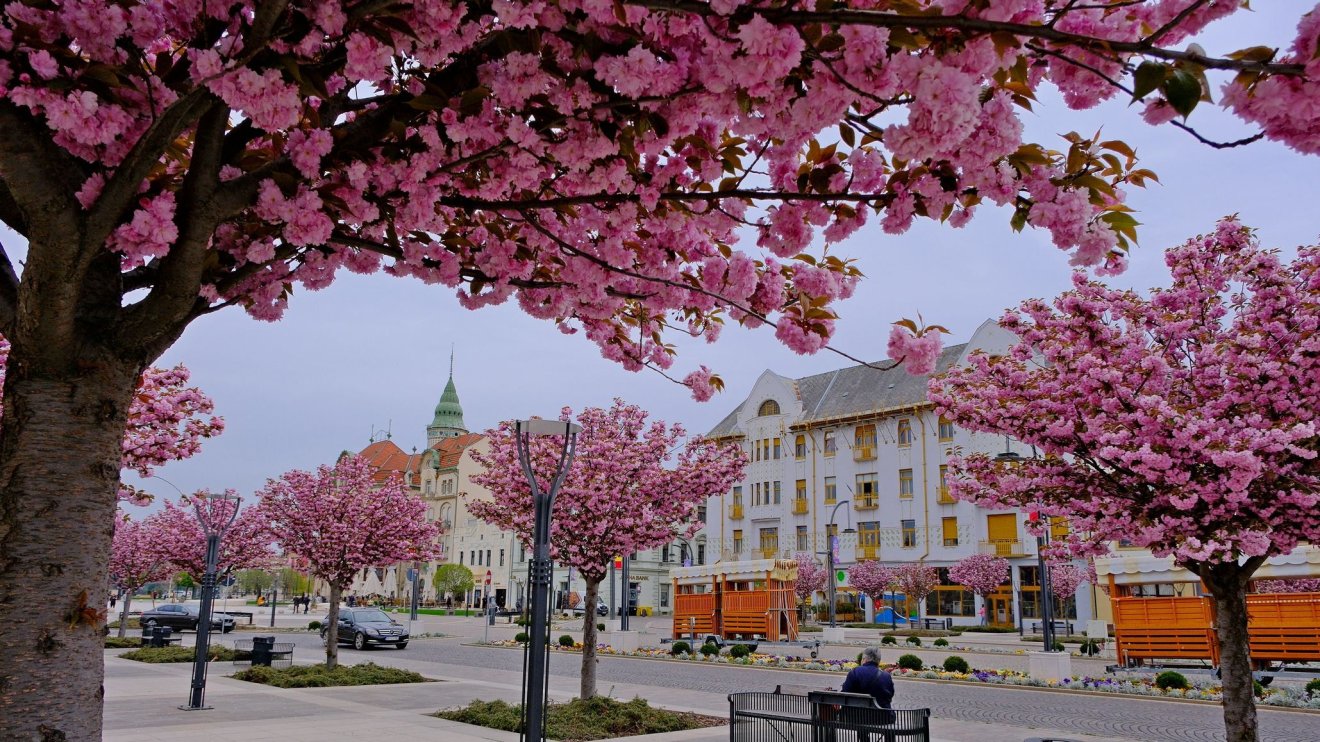 Cseresznyevirágzás Nagyváradon | GALÉRIA