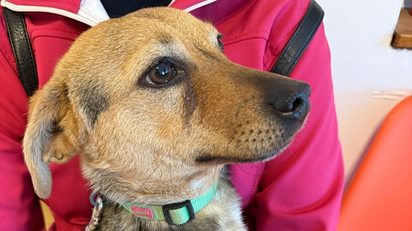 Már negyven kutyát ivartalanítottak az ingyenes sterilizálási programban