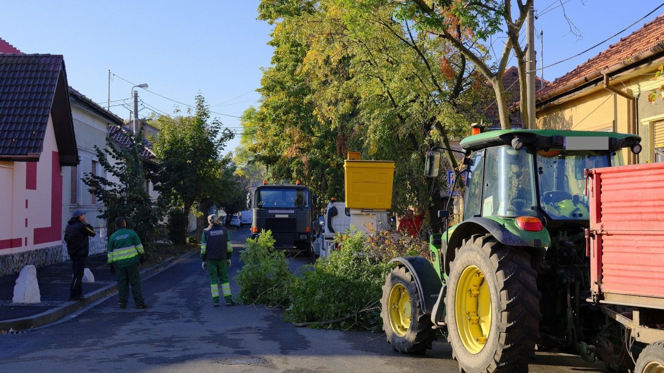 Folytatódik a fák metszése és kivágása Nagyváradon