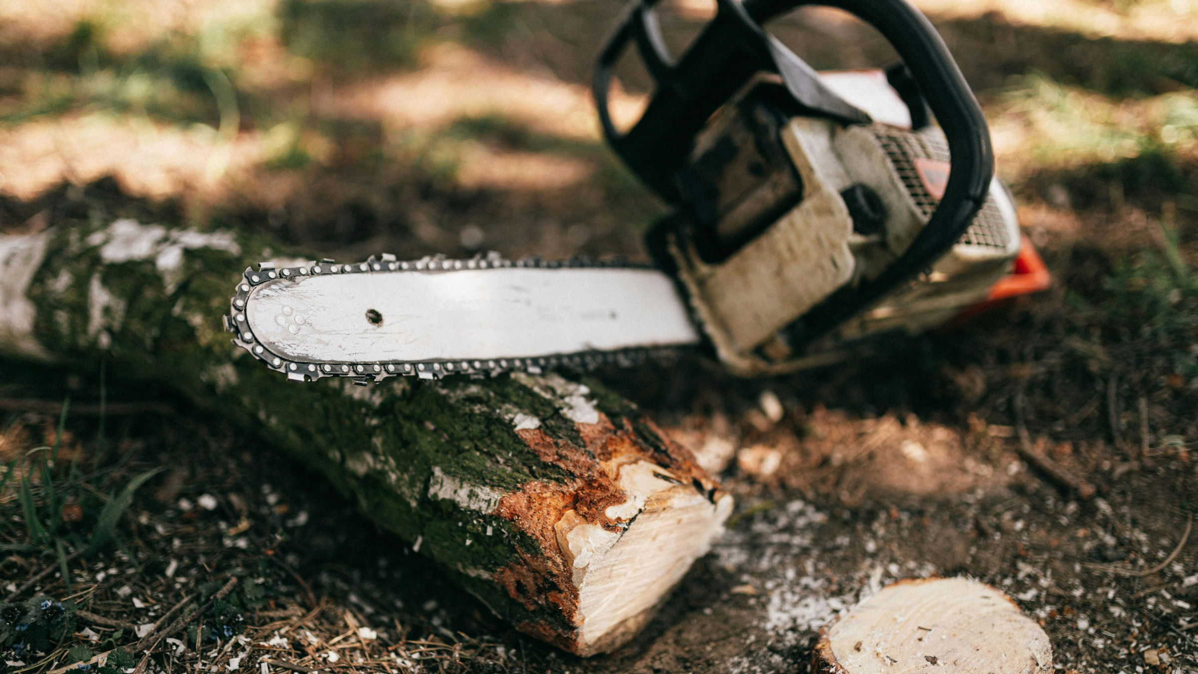Illegálisan vágott ki fákat három Kolozs megyei személy
