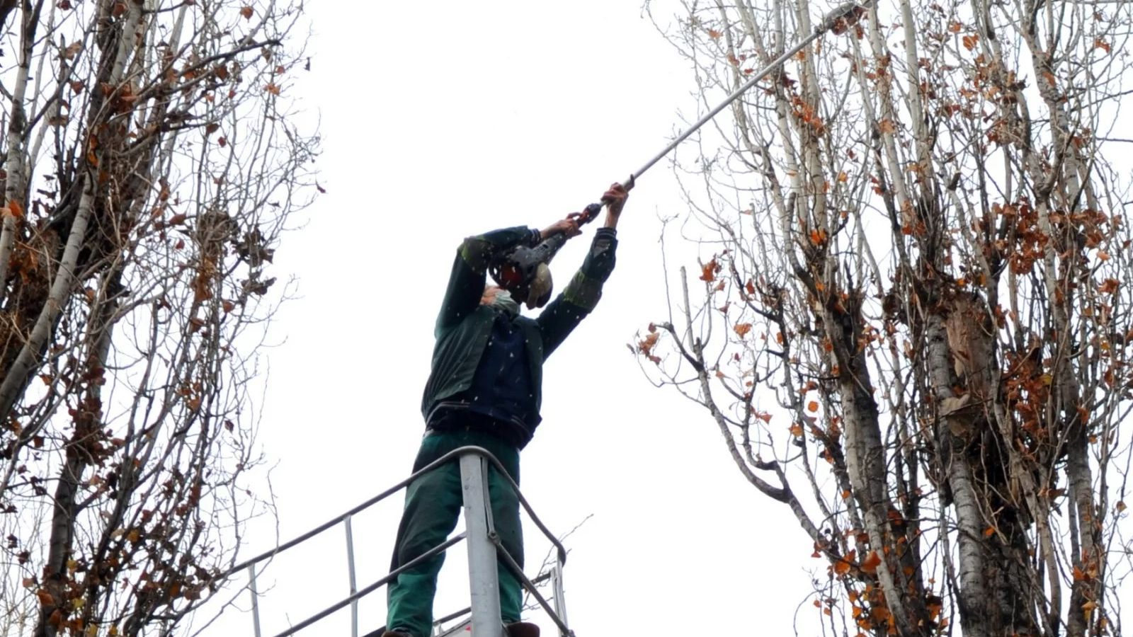Fákat vágnak ki és metszenek meg Nagyváradon