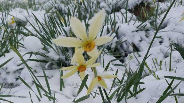 Radnai-havasok: húsz centiméteres hóréteg borítja a magashegyi nárciszmezőt