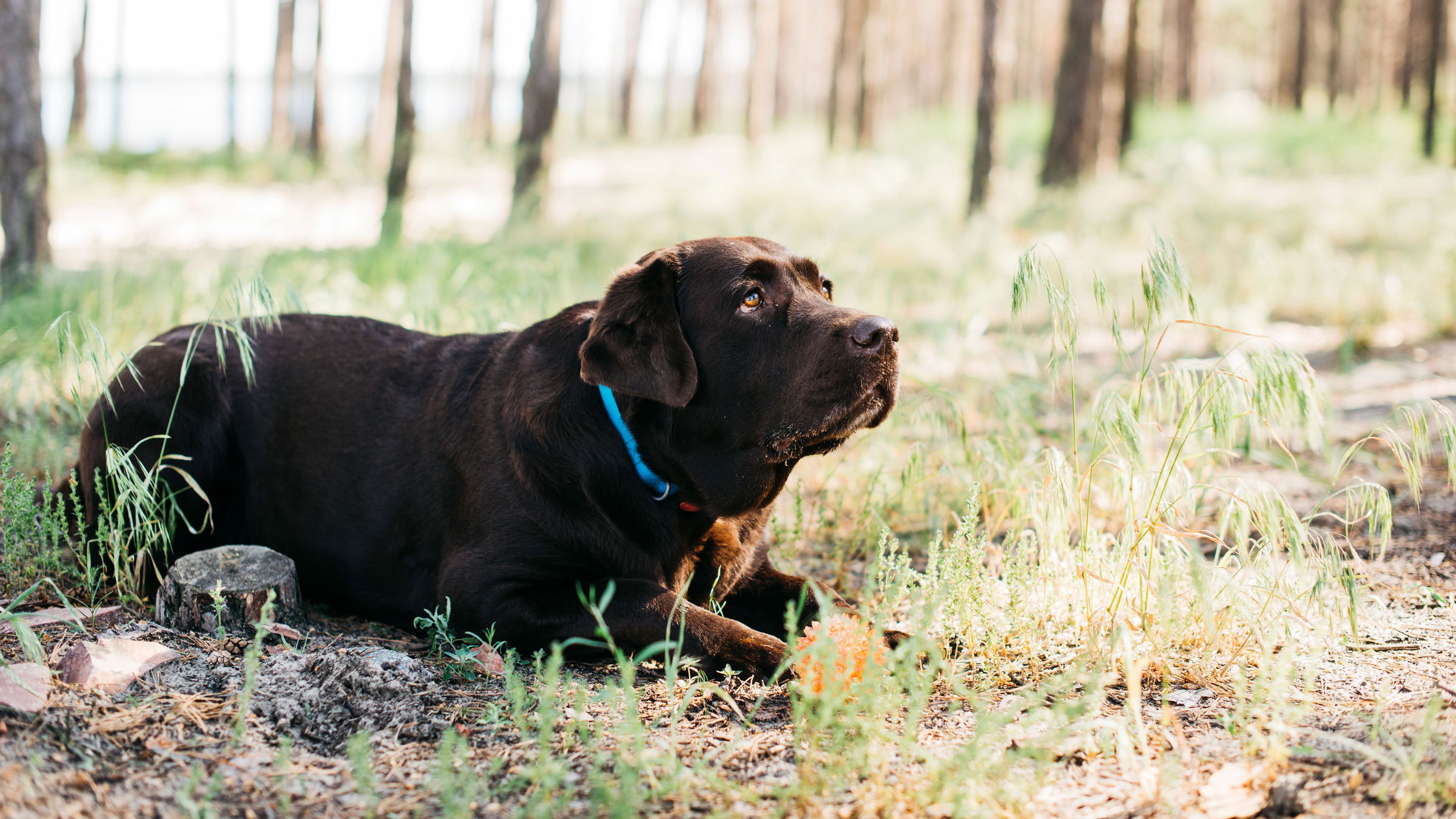 Állatkínzásért vettek őrizetbe egy férfit