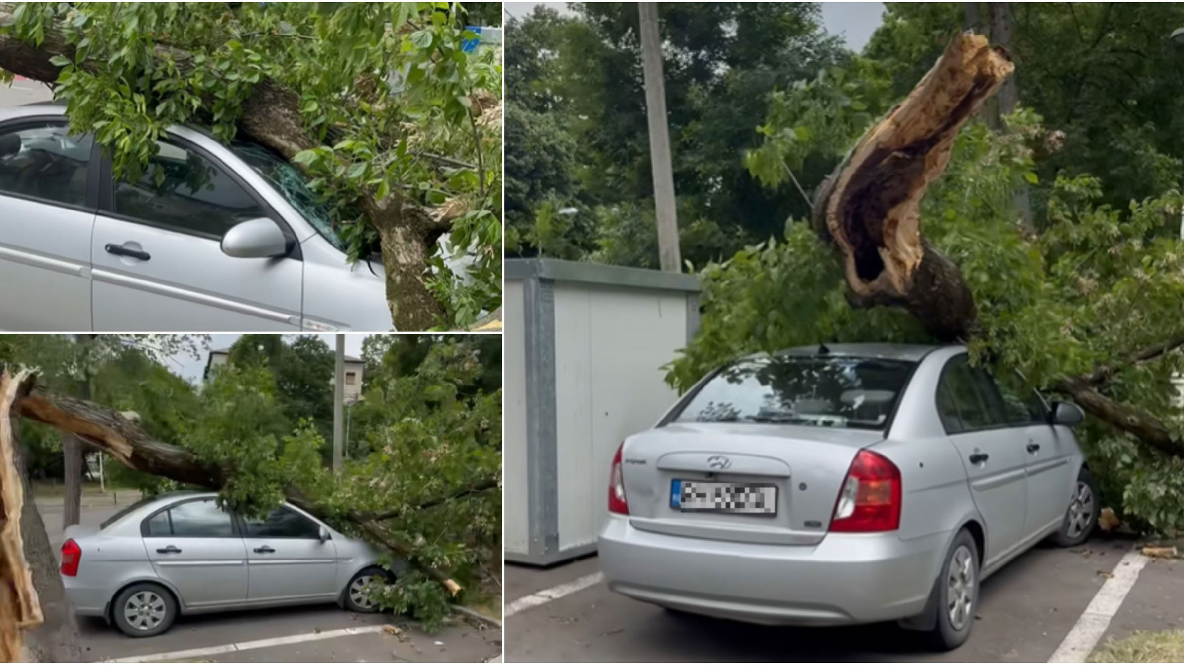 Fákat döntött ki az erős szél Nagyváradon