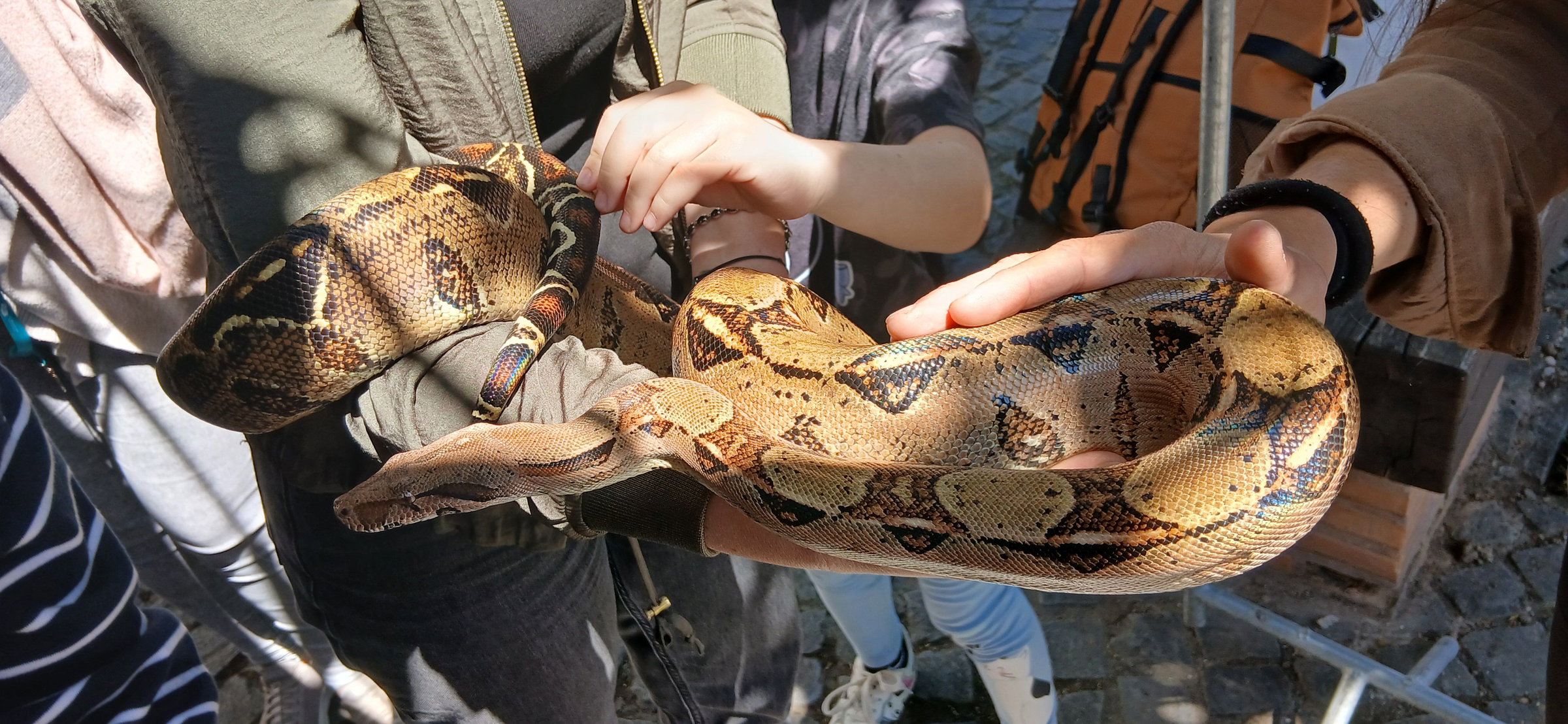 Hüllők a Majálison