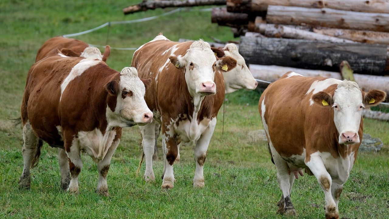 Számos szabálytalanságot észlelt az állategészségügyi igazgatóság