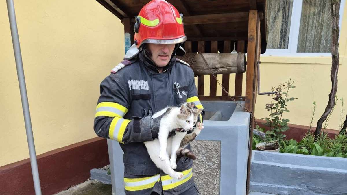 Kiszáradt kútból mentettek ki egy macskát a tűzoltók