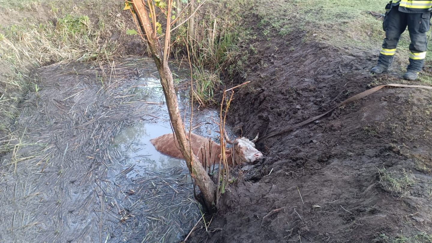 Állatokat mentettek a tűzoltók