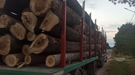 Illegálisan szállított faárut két csarnóházi férfi