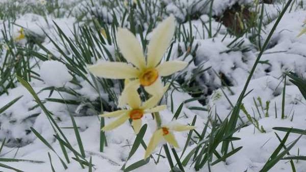 Radnai-havasok: húsz centiméteres hóréteg borítja a magashegyi nárciszmezőt