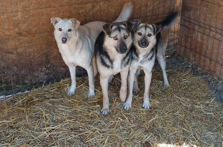 Végveszélyben az Innocente állatmenhely – ötszáz kutya sorsa forog kockán