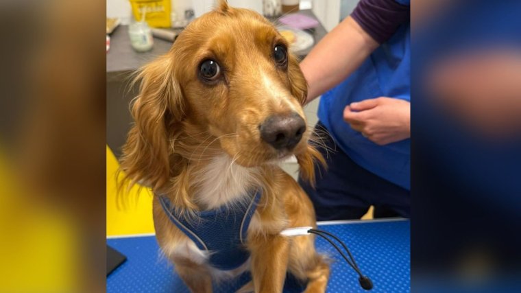 Folytatódik a kutyák ingyenes ivartalanítási programja