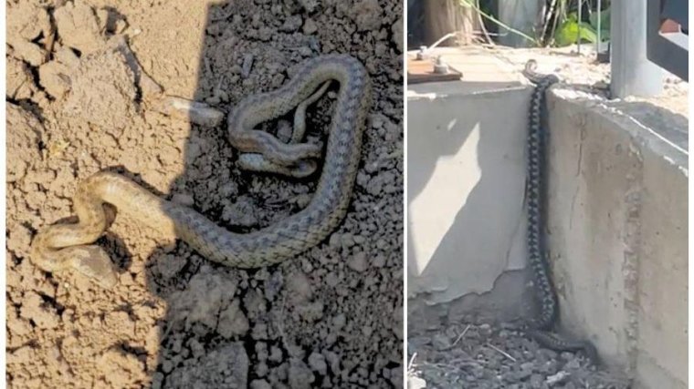 Kígyótámadástól tartanak a hegyköszáldobágyiak