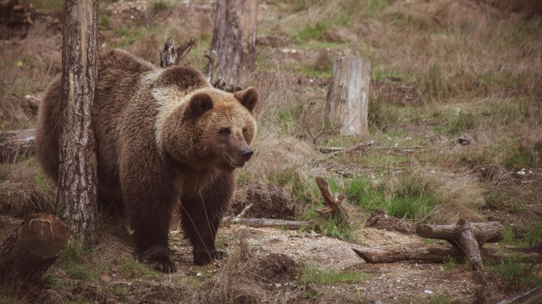 Fényes nappal támadt a medve Nagybáródon ׀ Videó