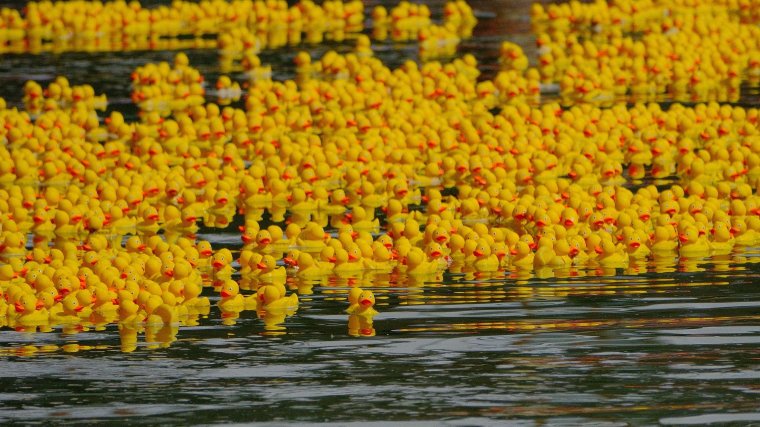 Tízezer gumikacsát engednek a Sebes-Körös vizébe Nagyváradon